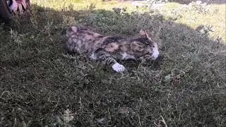 кошка играет на траве