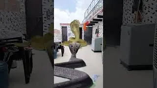 Ek khatarnak saamp ne kiya bacche padhna dekhi aage kya hua#Nag #shots #video 😱😱🐍🐍