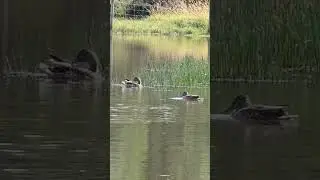 Relaxing by the pond