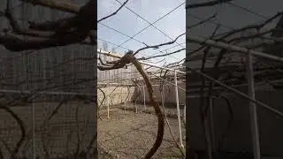 Узум танасига бахорги ишлов