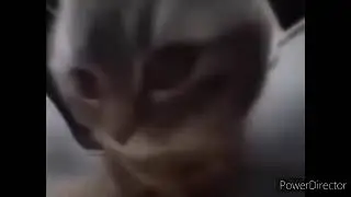Chipi Chipi Chapa Chapa (1Hour Version).