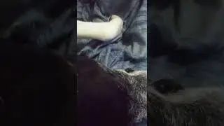 chasing doggie cats 😂 in his sleep 😂