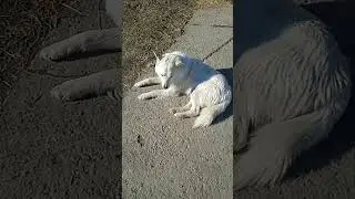 пëм