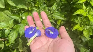 Panen bunga telang di kampung #flowers#tea#teaflowers