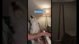 Party in the USA 🎆🎵 #4thofjuly #partyintheusa #mileycyrus #coversong #soothingsounds #cutedog