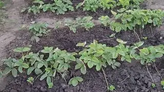 Клубника после омоложения.