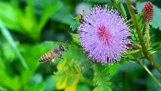 Honeybee collects nector from touch-me-not plant flower