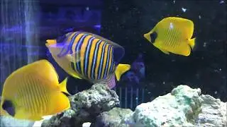 Chaetodon semilarvatus et pygoplites de mer rouge