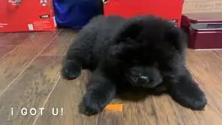 Chow Chow puppy tries to eat a snack - Carrots!