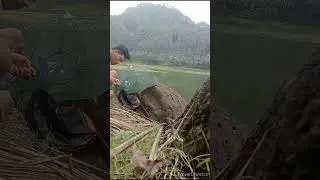 PEMASANGAN WUWU MENGGUNAKAN TALAS DAN 🥔 #jalaikan #alam #petualang #viral #jalaikan #ikan