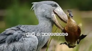 кит о животных:китоглав