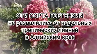 💣💥Сорта этих гортензий не развалились после тропических ливней⛈️#гортензия #flowers#сад #модныйсад