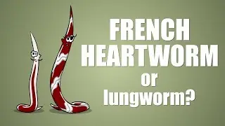 The French Heartworm - Plain and Simple