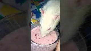 Смузи и фыра