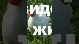 #россия