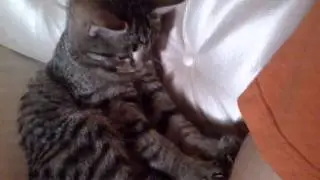 Кошка
