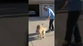 How to Stop Dog Pulling! 