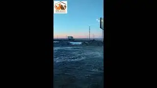 Нашли собаку на трассе
