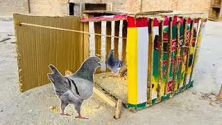 Pigein Catching Trap Using Cardboard Box | 