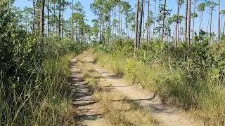 Somewhere in the Everglades...