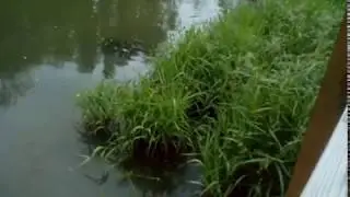 Бобры в парке Покровское-Стрешнево