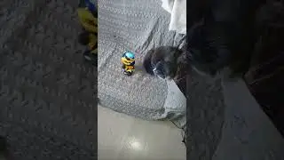 BUMBLEBEE HERO DANCE and cat...