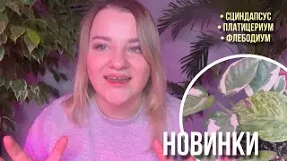 Что я купила в январе?! Зеленые друзья🪴🌸