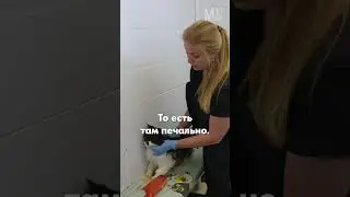 #бездомныеживотныероссии #кошки #приют_для_собак #котята #бабушка #московский #россия