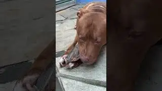 HOW LONG DO THESE BEEF EARS LAST WITH MY PITBULLS? 😱 
