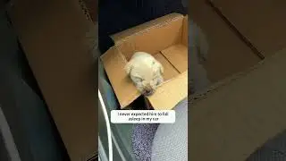 Puppy gets bitten by mom, but watch what happens next 🐶❤️