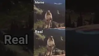Screaming Beaver 