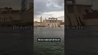 highly meme