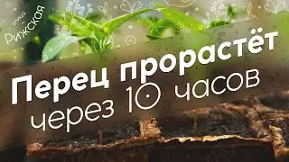 Перец прорастёт 🌶 через 10 часов!