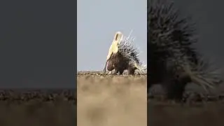 dog's try to sex with forest animals #shorts