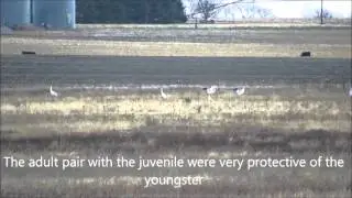 Whooping Cranes - Father Hupp WMA, Nebraska