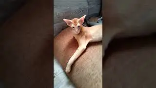 СИМ РИЧИК КОТИКИ 5 МЕС.08.12.22
