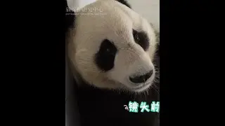 cub