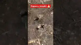 Рыбалка на карася # #fishing #рыбалка #carpfishing #fish #ловлякарасявесной