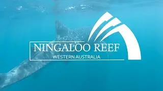 Swimming with Whale Sharks | Ningaloo Reef