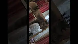 Барсик лучший друг