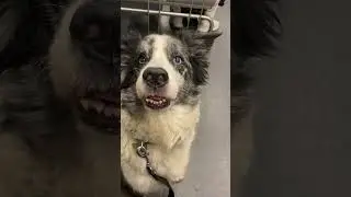 Giving my dog cheese 