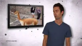 Llama Shows No Respect - Free-Loading