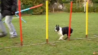 Agility Übung Slalom