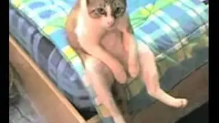 котяра в депрессии 240p via Skyload