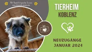 Tierheim Koblenz    Neuzugänge im Januar 2024/ in 4 K