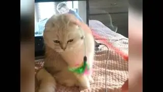 Шотландская вислоухая кошка, серебристая шиншилла в добрые руки