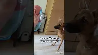 🐶 #джеки #животные #рекомендация #топ #silvervlog #приколысживотными #животные #юмор #malinois