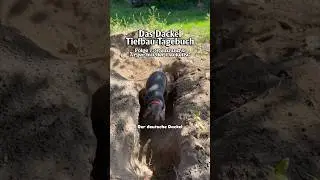 Das Dackel Tiefbau-Tagebuch, Folge 7 