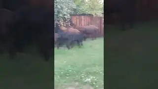 эдильбай гиссар на прогулке