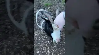 Goat Fist Bumps #shorts #farm #goat